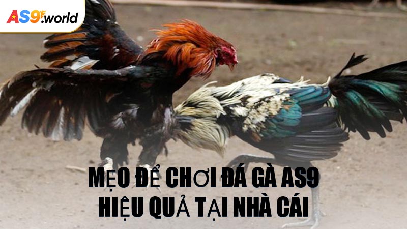 Mẹo Để Chơi Đá Gà AS9 Hiệu Quả Tại Nhà Cái
