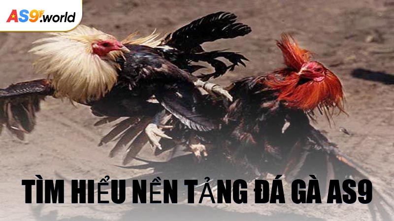 Tìm Hiểu Nền Tảng Đá Gà AS9